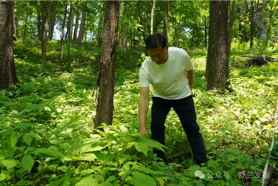 刘兴：深山筑梦 匠心耕耘人参路