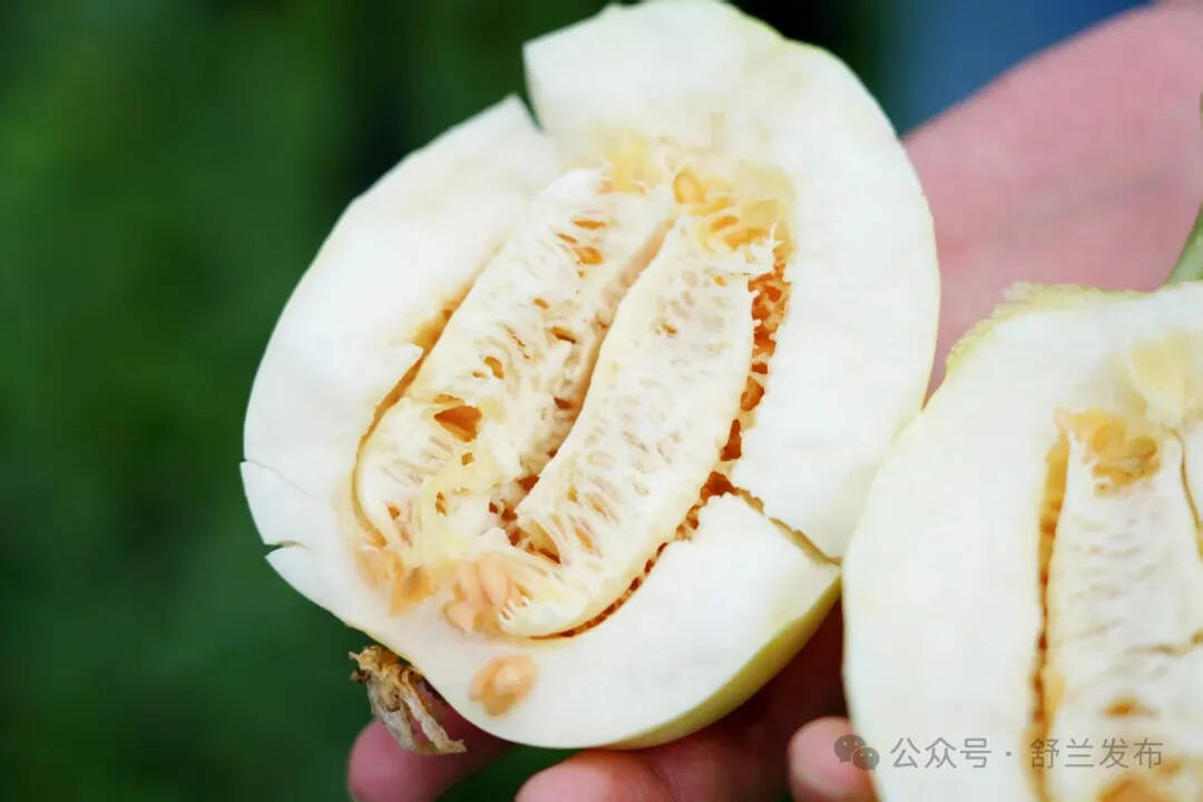 瓜界“白富美”！舒兰“甜蜜布局”香瓜产业