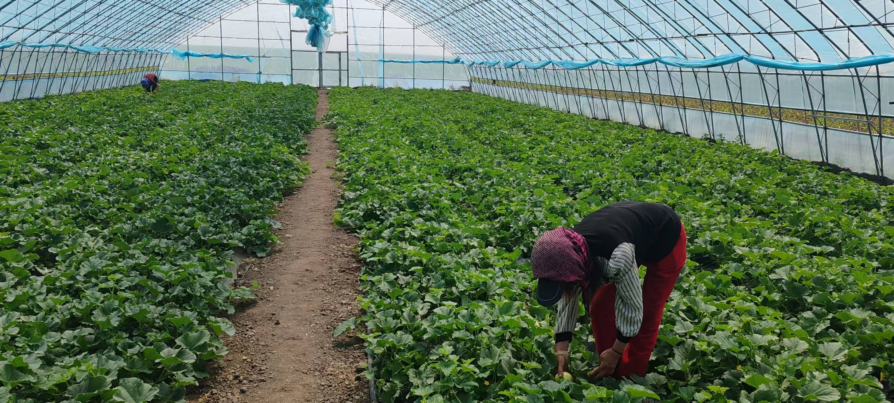 舒兰法特：五里香瓜“甜蜜”上市