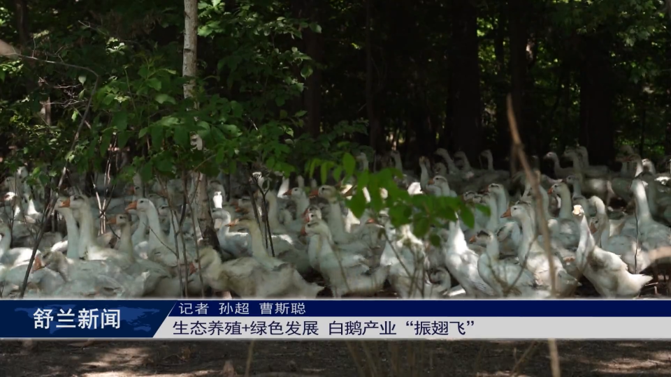 生态养殖+绿色发展 白鹅产业“振翅飞”