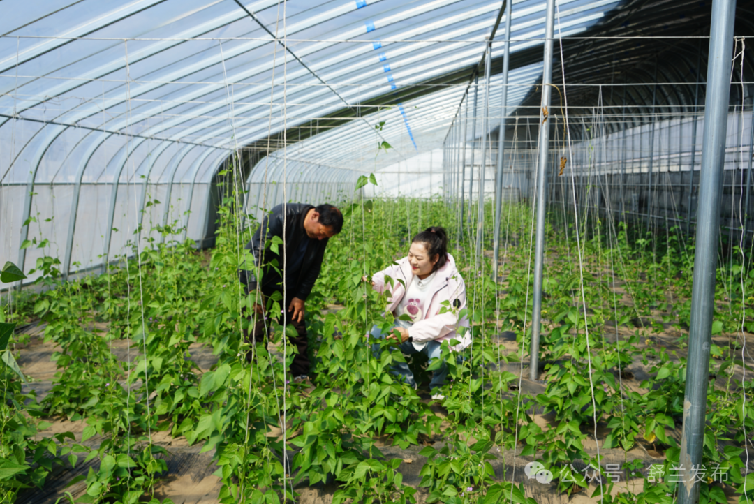 “小菜篮”“大引擎” 舒兰棚膜经济四季生“金”
