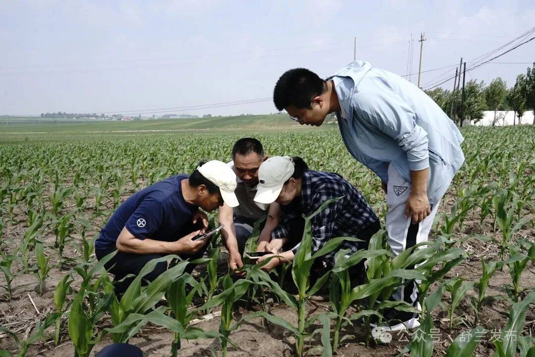 舒兰市粮食作物进入夏管阶段