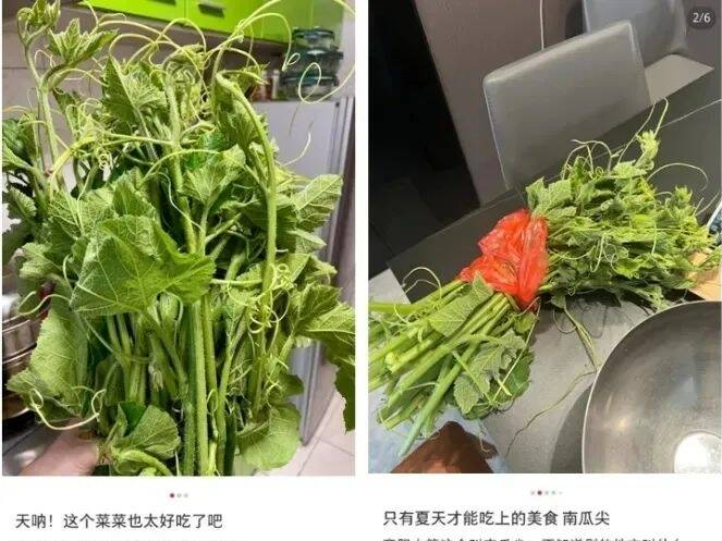 富含膳食纤维且热量超低！这种菜现在吃正好