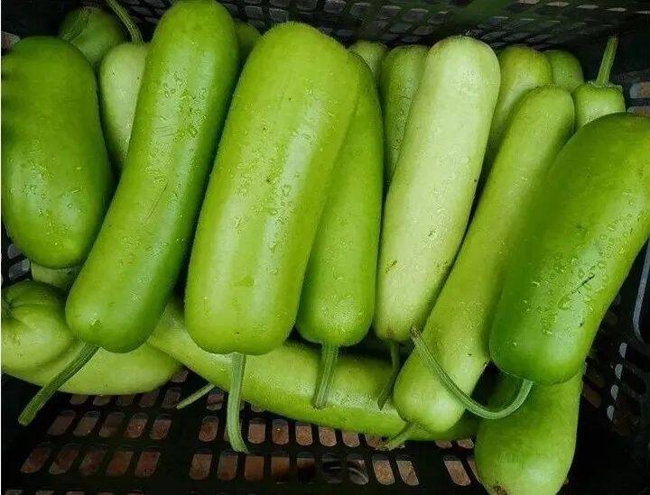 这种夏日常吃的瓜，一旦发苦立刻扔！