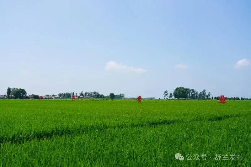 一田四收 舒兰莲花绘就“稻+”生态画卷