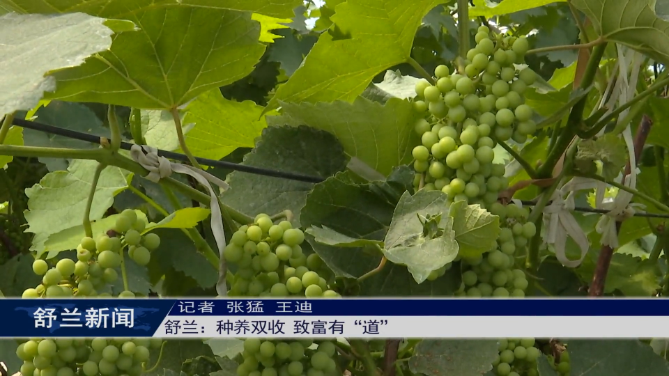 舒兰：种养双收 致富有“道”