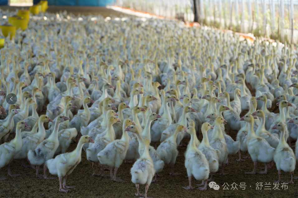 新舒兰·新乡村丨法特镇：白鹅产业绘就振兴新图景