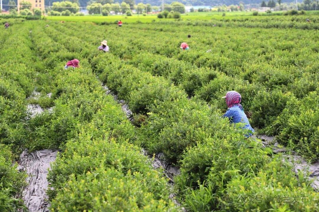 “供销+直播” 舒兰蓝莓“鲜”力出圈