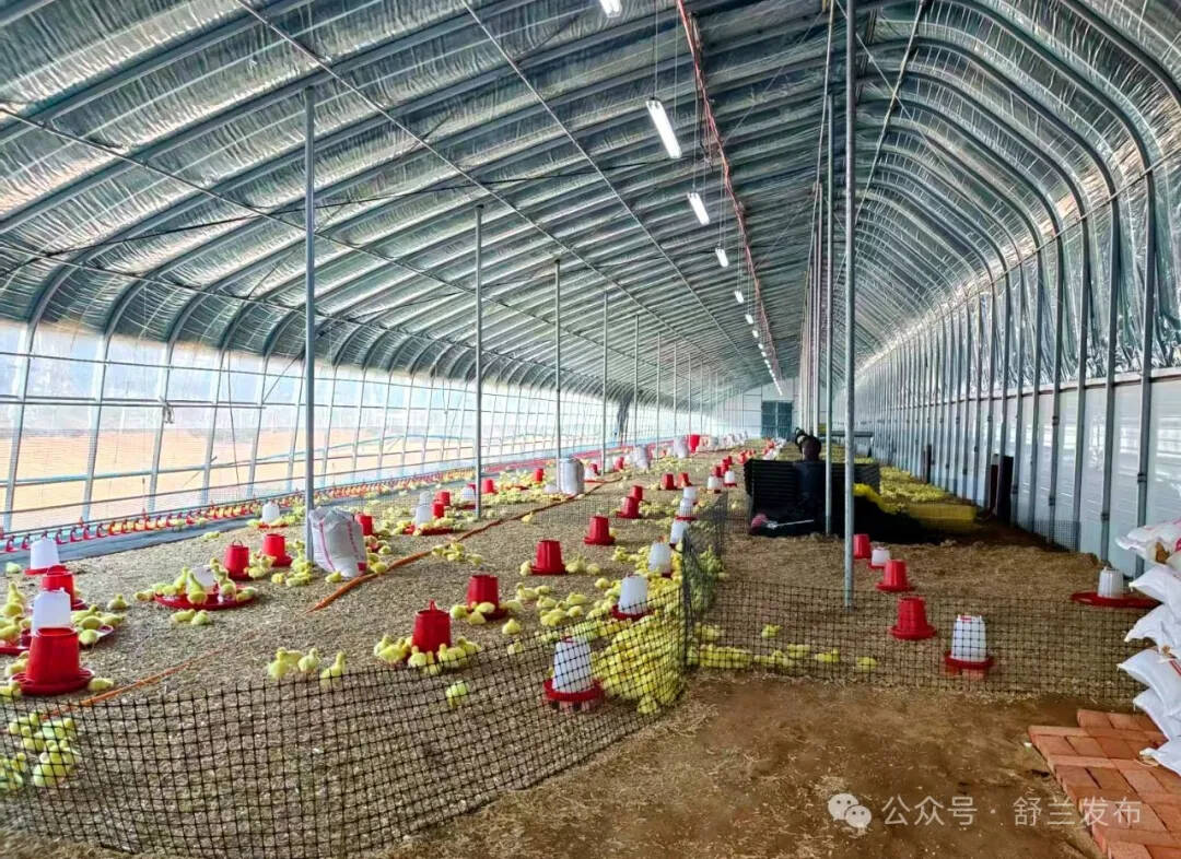 “鹅”产业强引擎 舒兰天德跑出振兴“加速度”