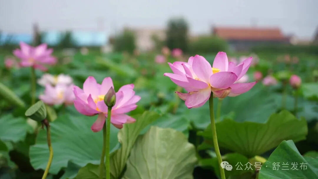 新舒兰·美景志丨别让夏天溜走 来舒伊尔哈赴浪漫之约