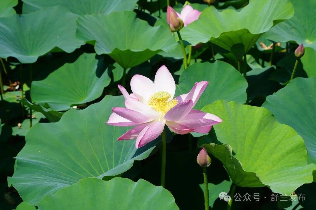 新舒兰·新乡村丨开原镇：“枫水人家”打造乡村生态旅游新名片