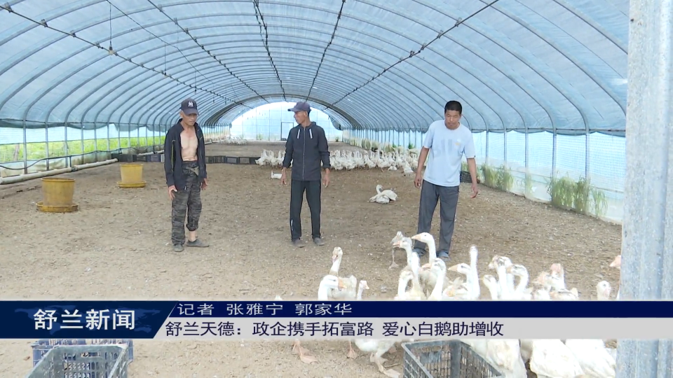 舒兰天德：政企携手拓富路 爱心白鹅助增收