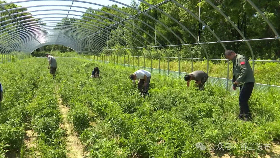 舒兰青山育良药
