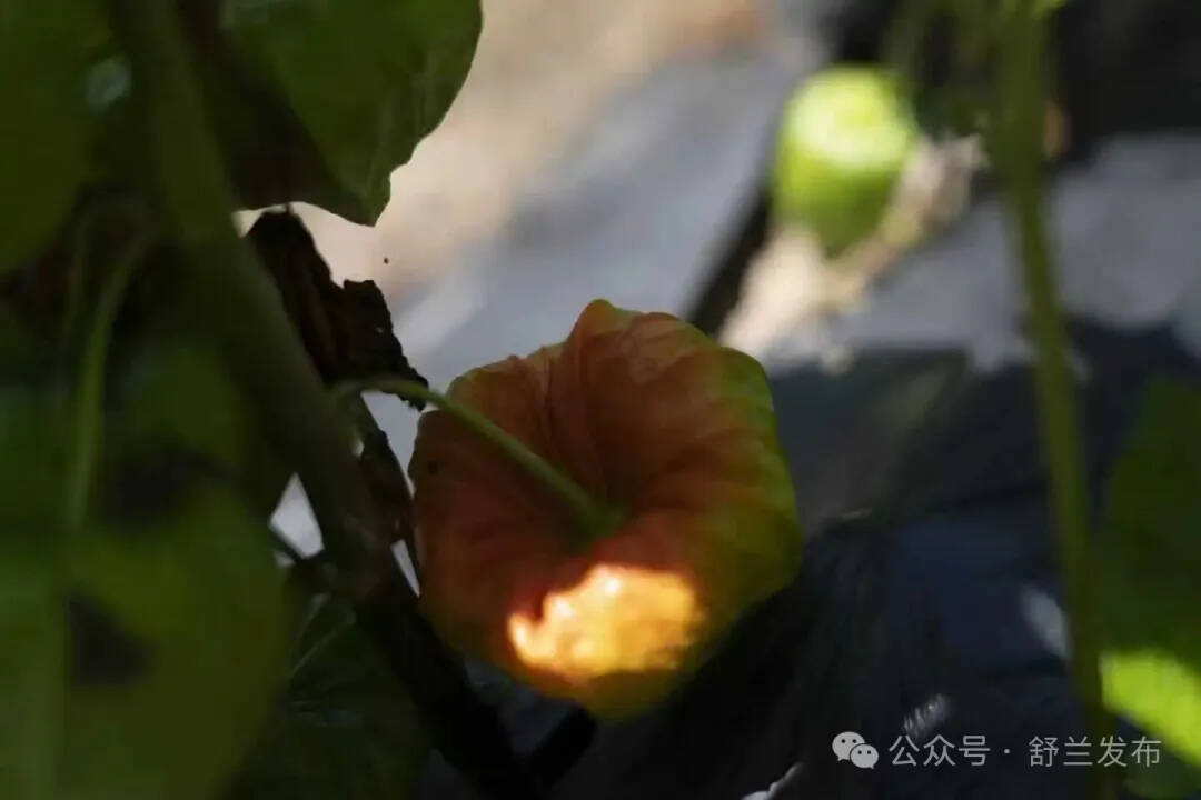 舒兰：林下经济“果”然有招