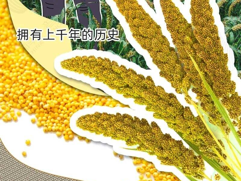 每天1碗小米粥，身体会发生什么变化？