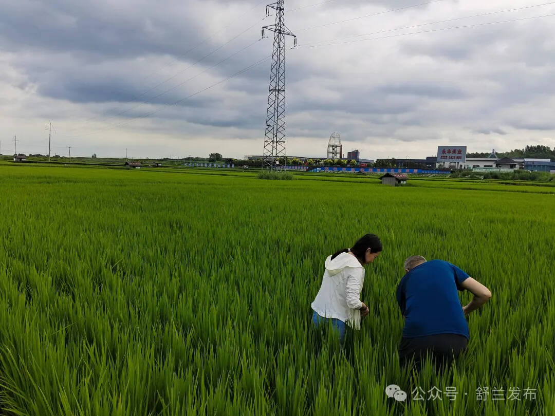 保质量强服务！舒兰75万亩水稻田间管理正当时