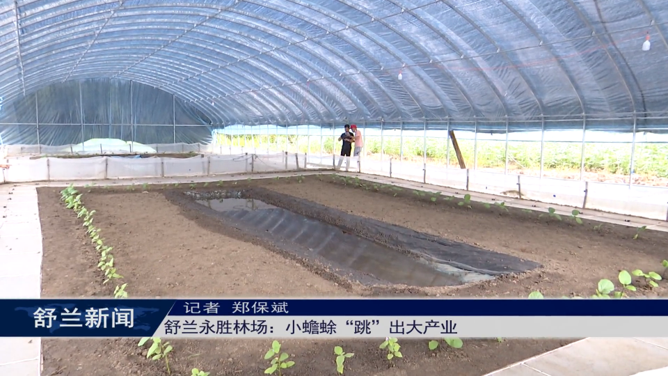舒兰永胜林场：小蟾蜍“跳”出大产业