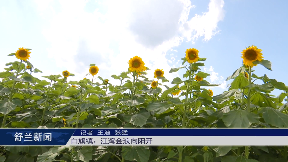 新舒兰·新乡村丨白旗镇：江湾金浪向阳开