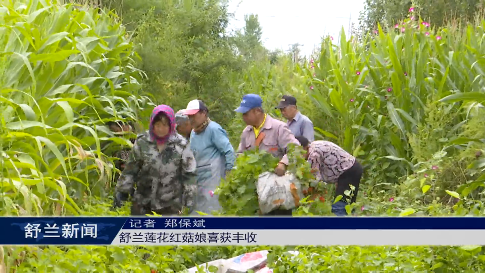 舒兰莲花红菇娘喜获丰收
