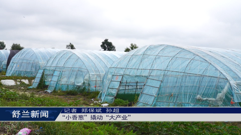 “小香葱”撬动“大产业”