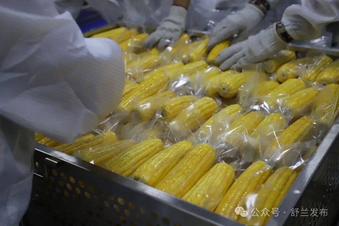 从田间到餐桌！舒兰鲜食玉米加工项目投产