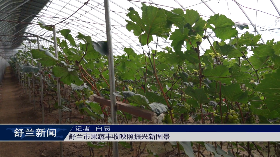 舒兰市果蔬丰收映照振兴新图景