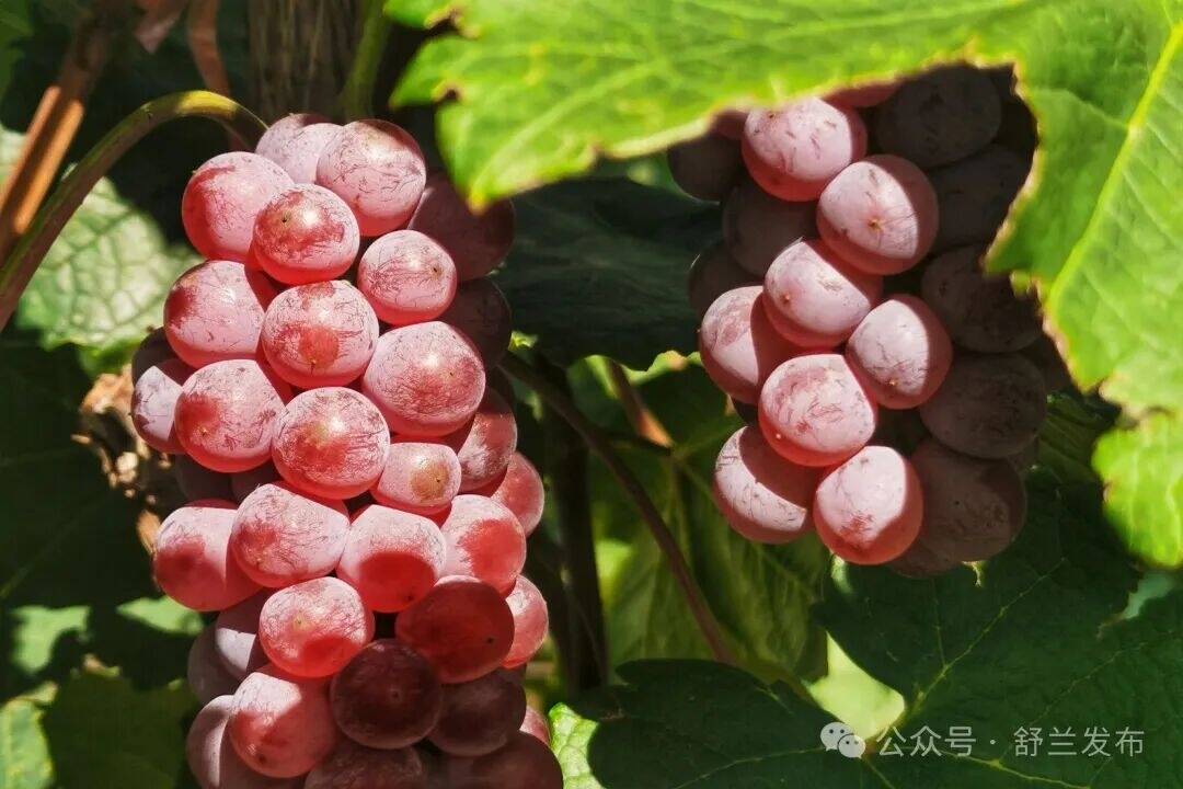 舒兰：果香四溢尽享秋日甜蜜