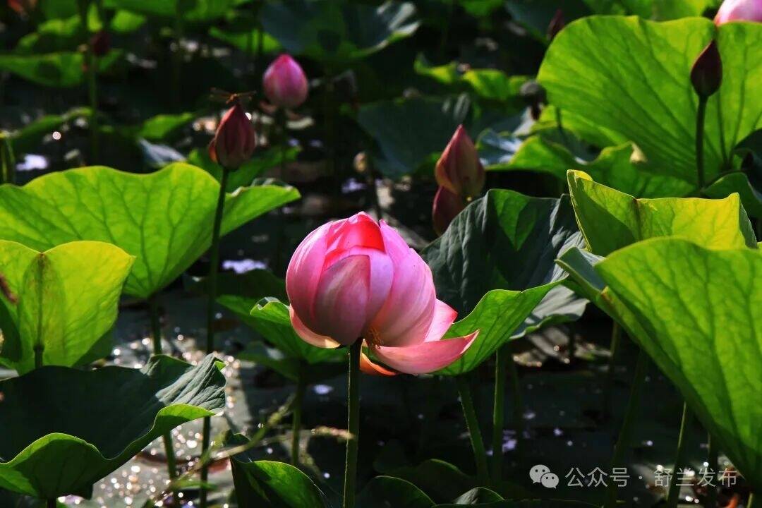 新舒兰·美景志丨漫游九龙山 把诗意过成日常