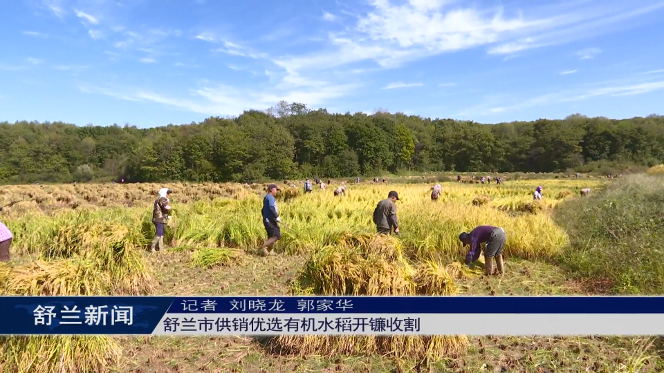 舒兰市供销优选有机水稻开镰收割