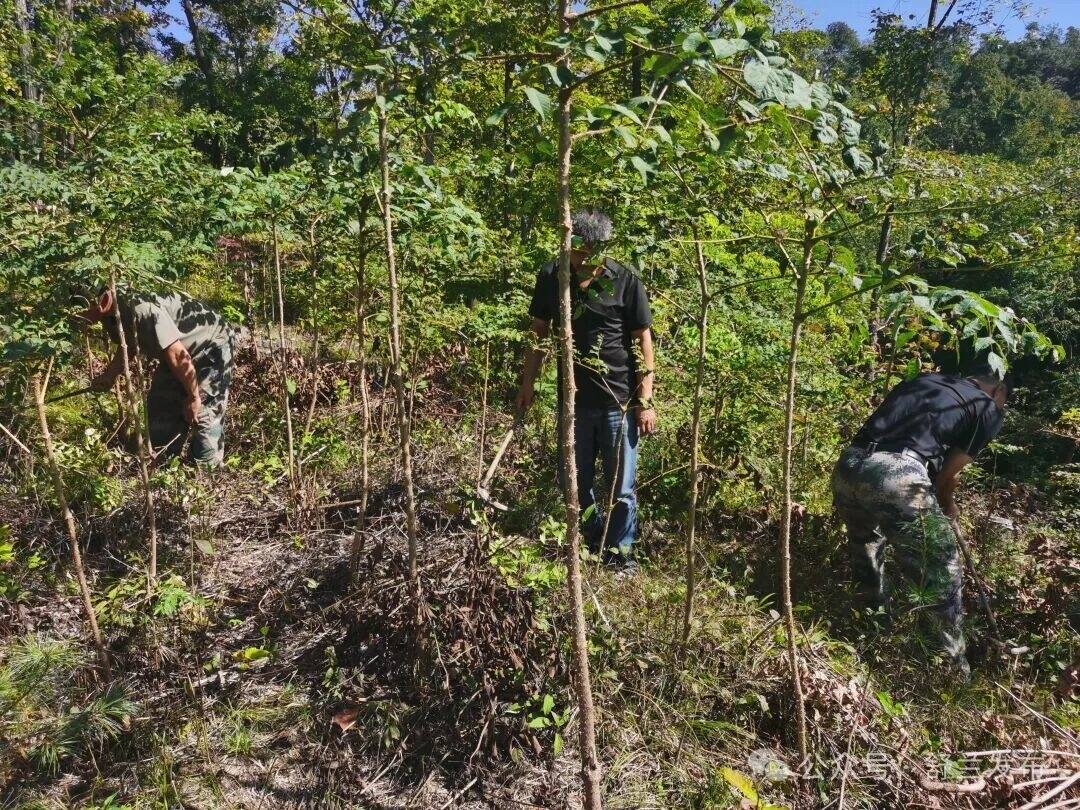 舒兰林下经济添“新枝”