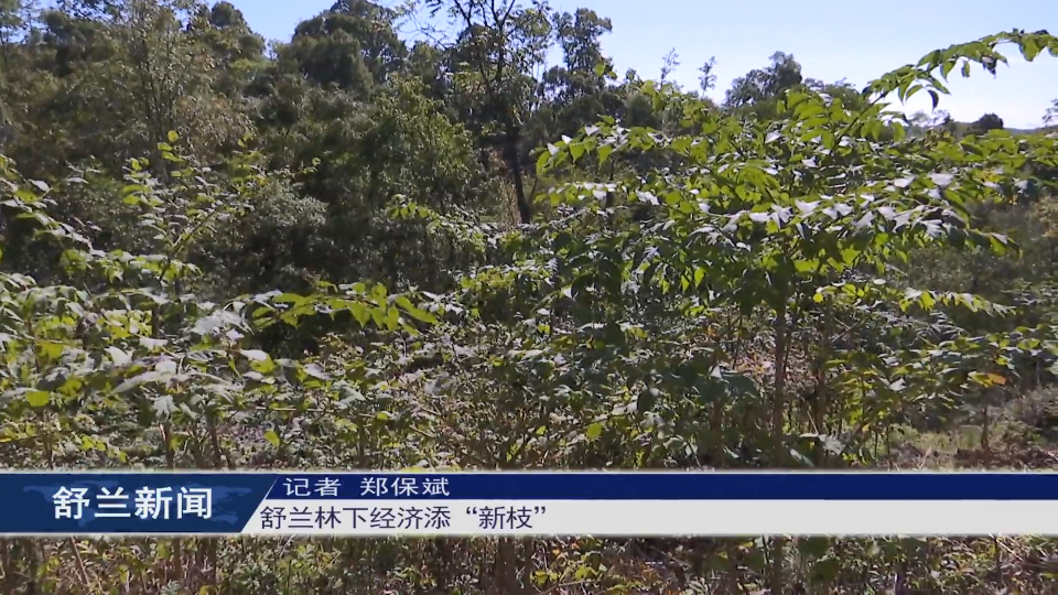 舒兰林下经济添&ldquo;新枝&rdquo;