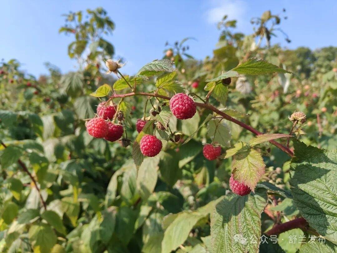 舒兰开原树莓获丰收