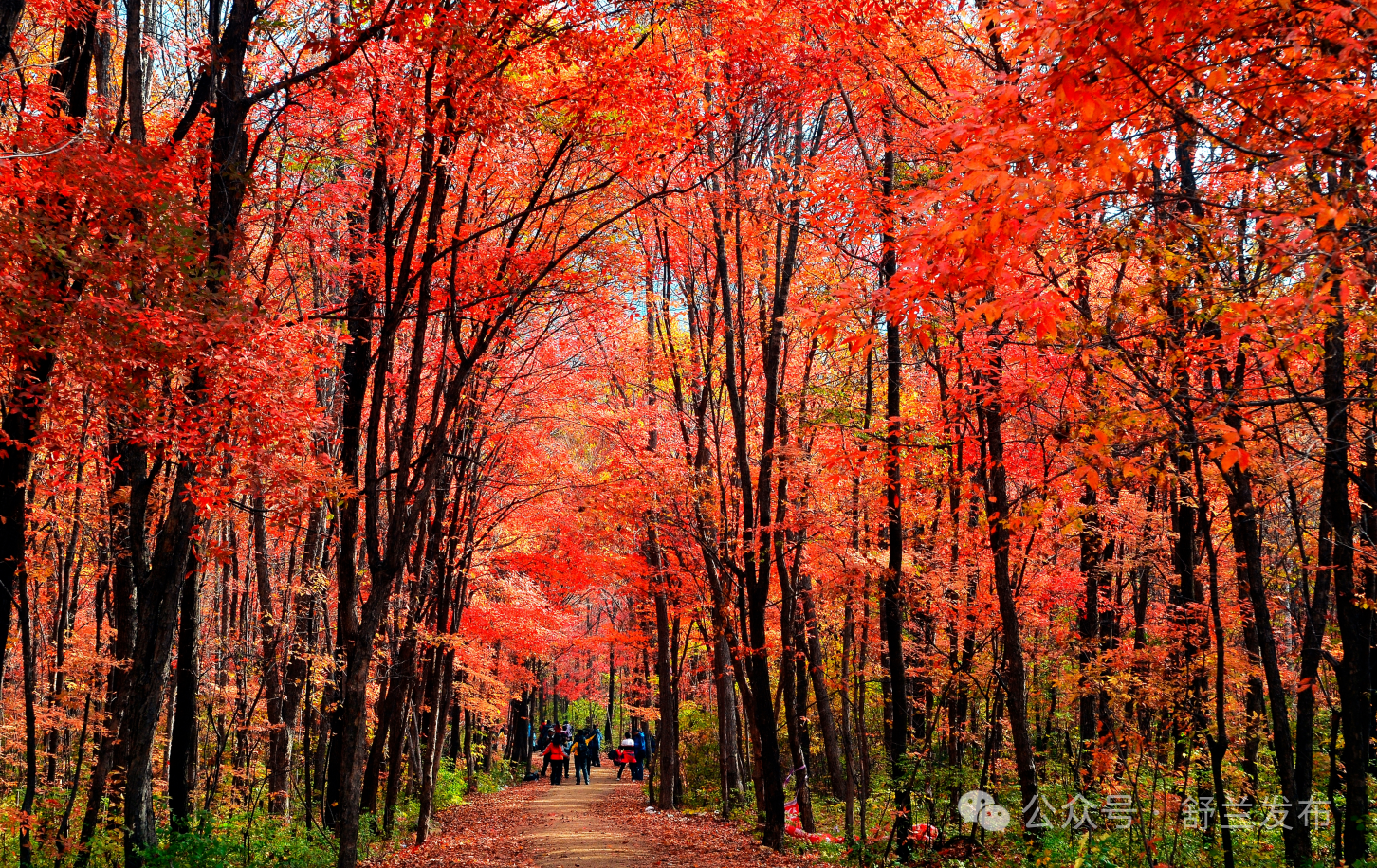 培树新风尚 文明月月行｜国庆假期赏什么？这些舒兰美景等你打卡！