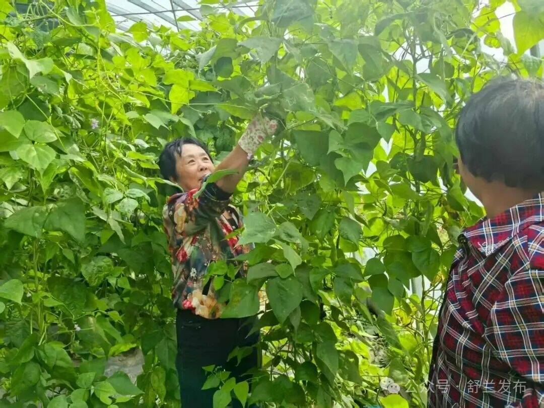 舒兰法特：果蔬&ldquo;接力&rdquo; 四季生金