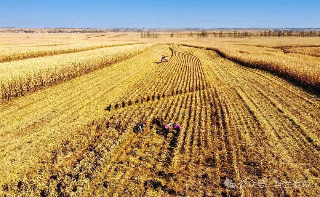 舒兰小米大丰收