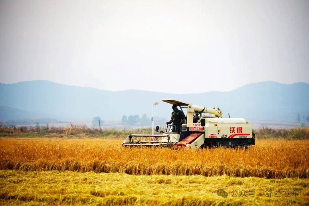 舒兰市万亩糯稻好&ldquo;丰&rdquo;景