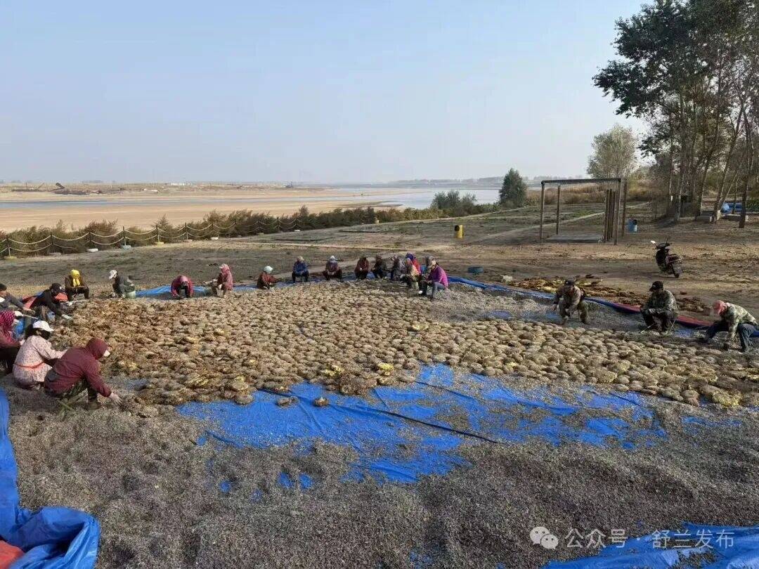 舒兰白旗：葵花飘香采收忙