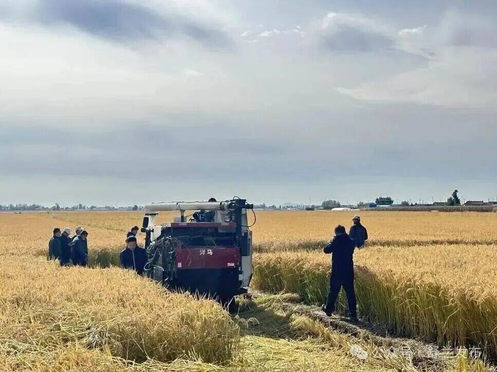 科技加持！吉林舒兰水稻科技小院实收测产