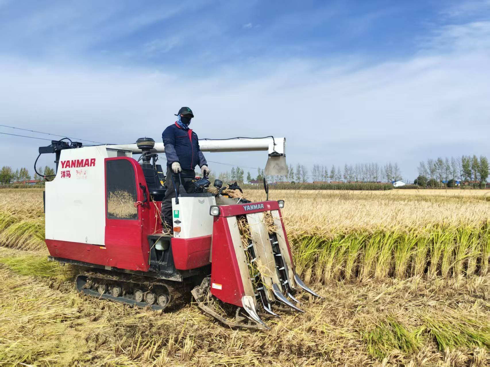 金秋&ldquo;稻&rdquo;喜！舒兰法特&ldquo;村企合作&rdquo;促增收