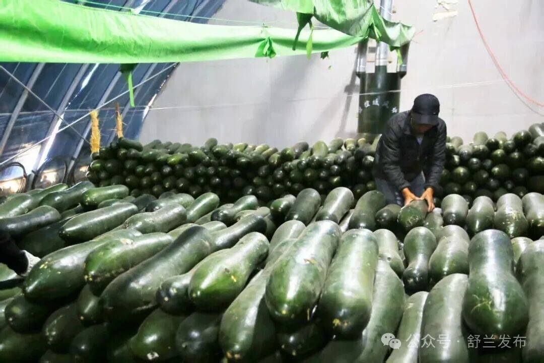 舒兰冬瓜&ldquo;住&rdquo;进恒温棚 促进农业增效农民增收