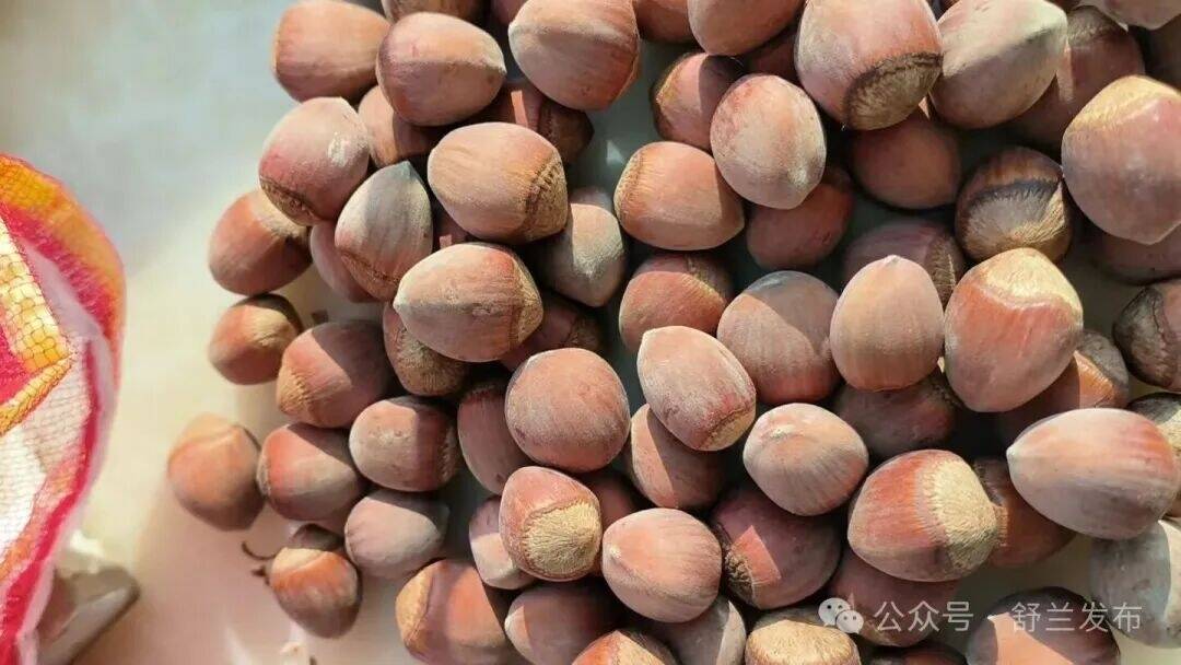 舒兰天德：大榛子结出&ldquo;黄金果&rdquo;