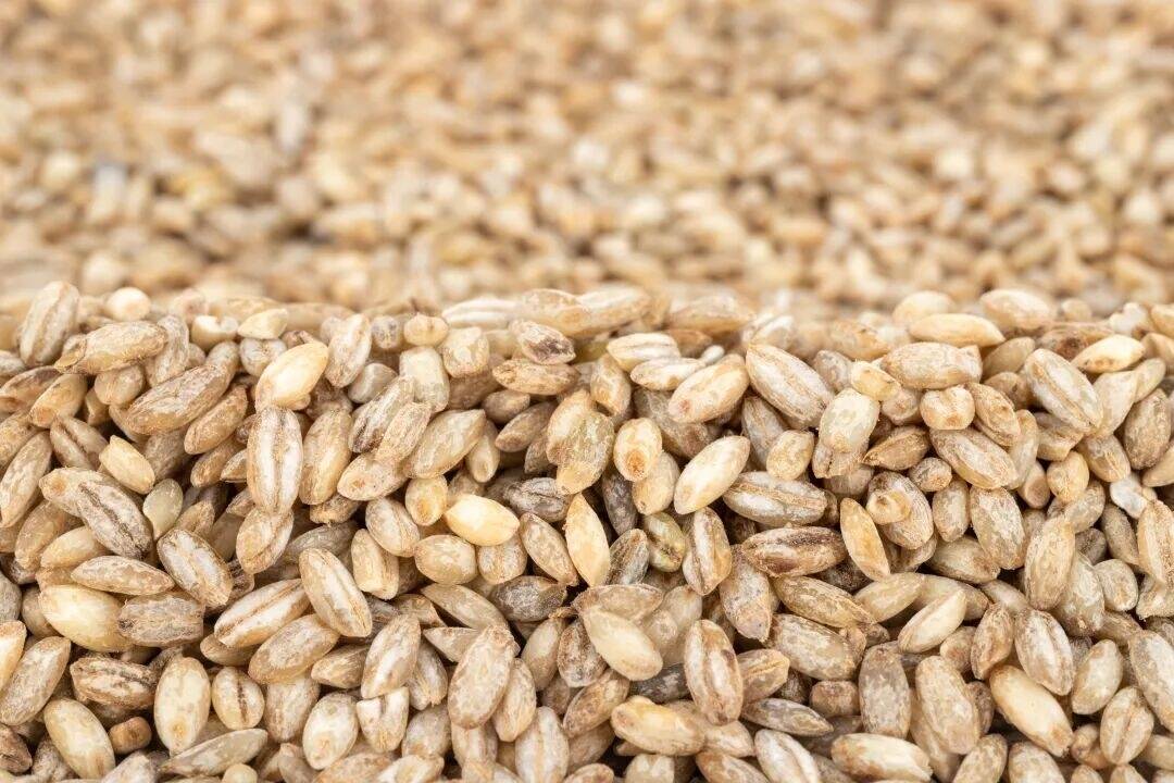 这种优秀粗粮被严重忽视了，好吃不胖还能控糖！