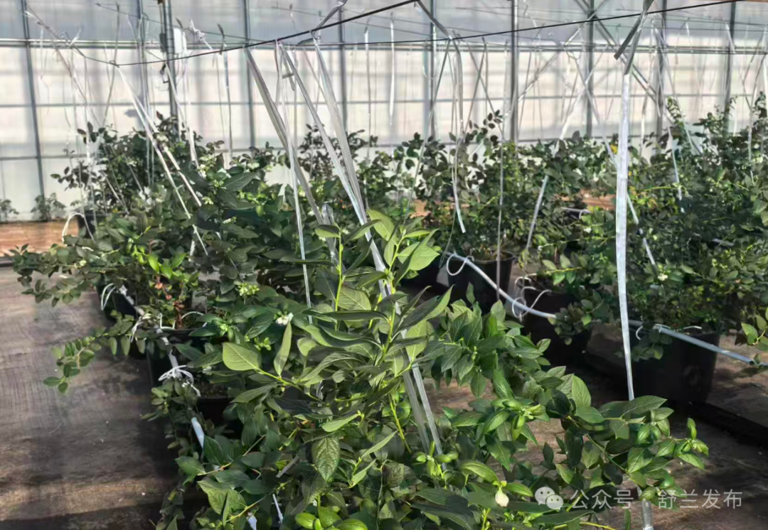 舒兰：科技兴农 绽蓝莓产业之花