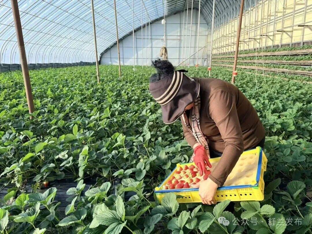 舒兰：冬日草莓&ldquo;抢鲜&rdquo;上市