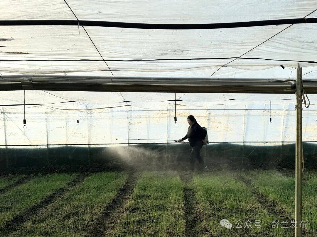 舒兰：香葱育新苗 产业&ldquo;根&rdquo;基牢