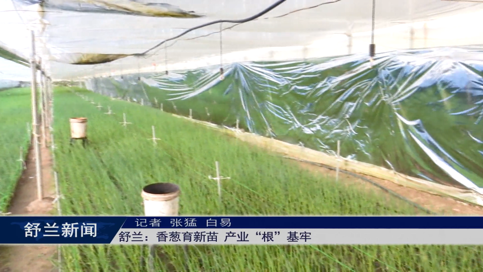 舒兰：香葱育新苗 产业&ldquo;根&rdquo;基牢