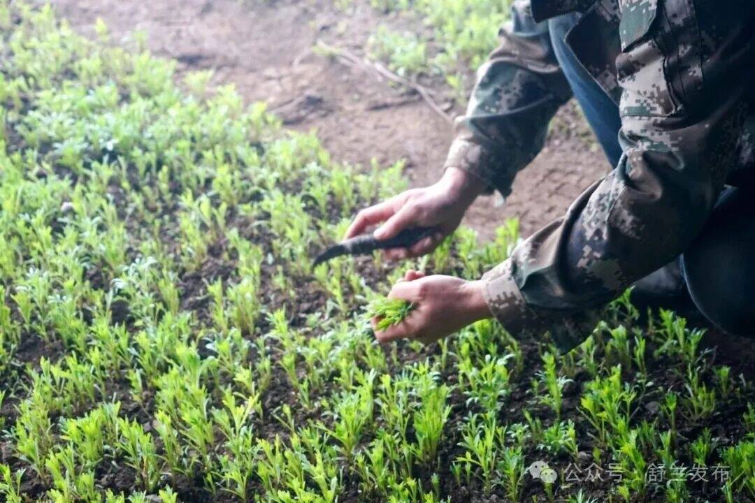 舒兰：冬日采春芽 致富有新路