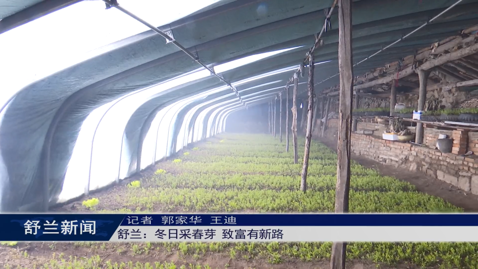 舒兰：冬日采春芽 致富有新路