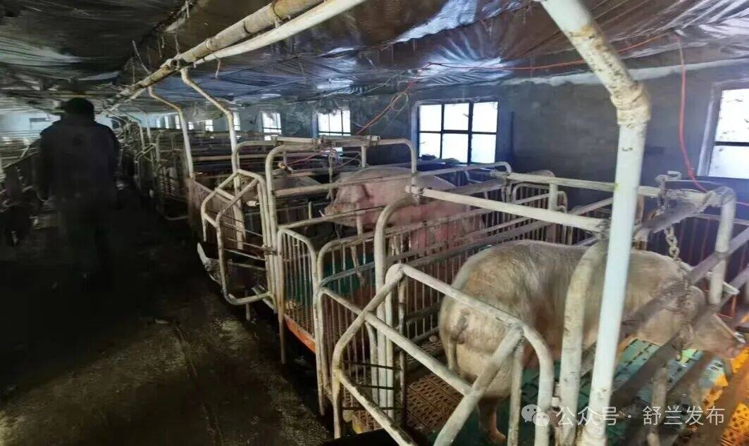 舒兰&ldquo;跑山黑猪&rdquo;走俏春节市场