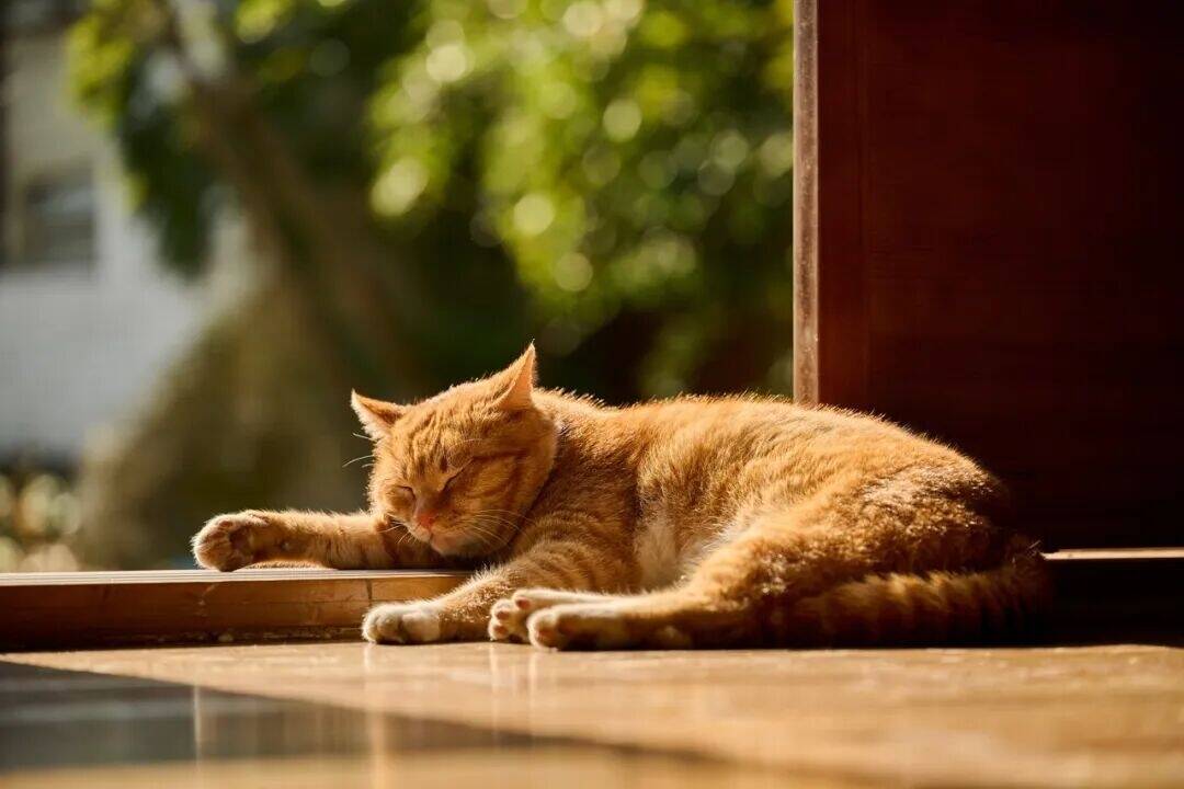 熬夜不好，睡太早也不行！护心、抗抑郁的&ldquo;最佳入睡时间&rdquo;其实是&hellip;&hellip;